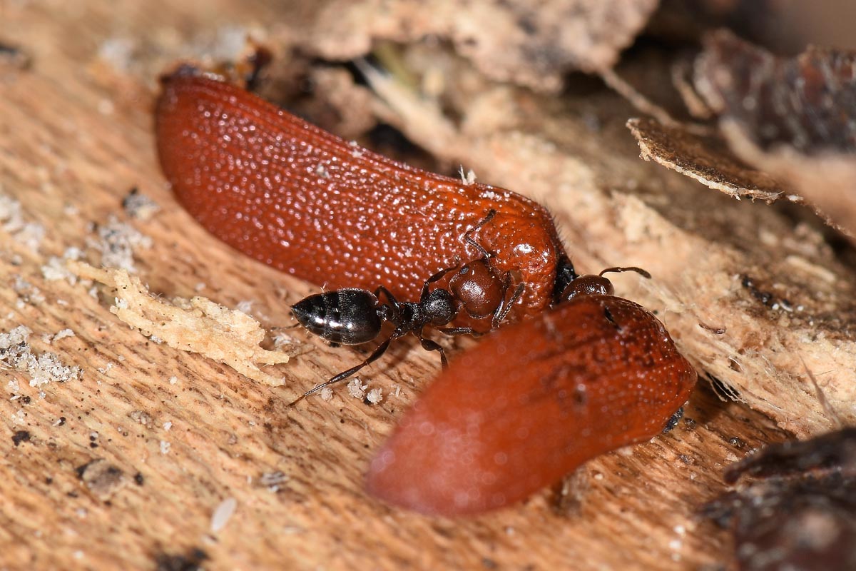 Bostrichidae: Bostrichus capucinus